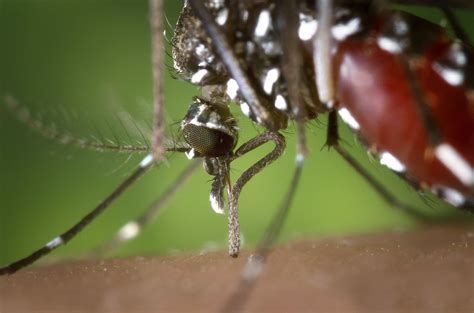 Invasive Asian Tiger Mosquito Spotted In Michigan Again Officials