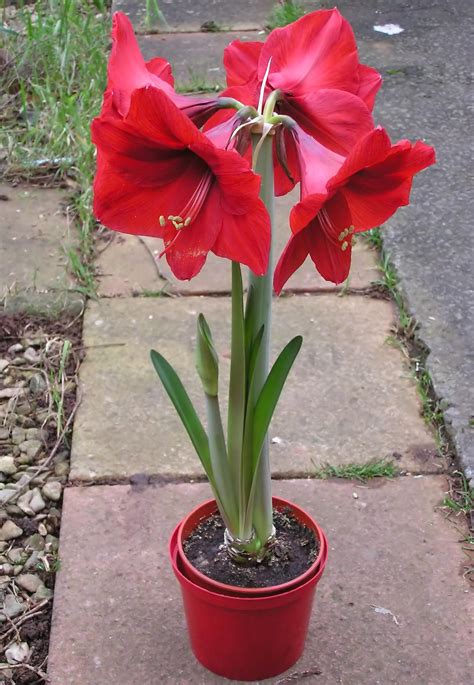 The Beauty And Elegance Of Amaryllis Lily Flower Lilly Geek