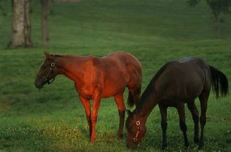 Thoroughbred Horse Farm Tour In Kentucky Provided By Thoroughbred