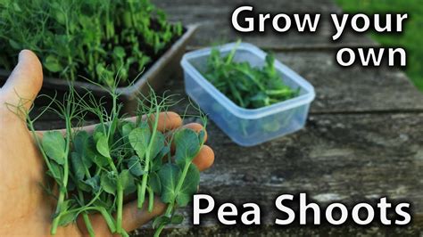 How To Grow Pea Shoots Easy And Productive Happily Natural