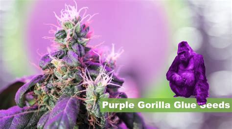 Where To Buy The Best Purple Gorilla Glue Seeds Online 10buds