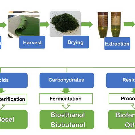 Biodiesel Bioethanol And Biobutanol Production From Microalgae Biomass