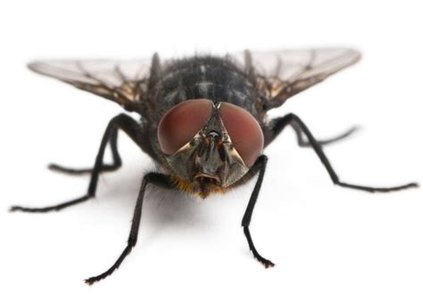 tisotit why is it so hard to swat a housefly