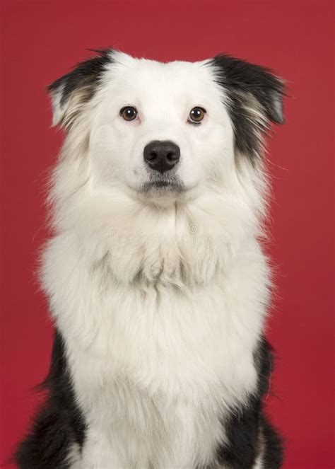 Portrait Of A Black And White Australian Shepherd Looking At The Camera