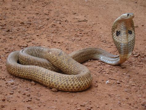 Indian Cobra Naja Naja Or Spectacled Cobra Inflicts The Most