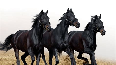Horses 1080p 2k 4k Full Hd Wallpapers Backgrounds Free Download
