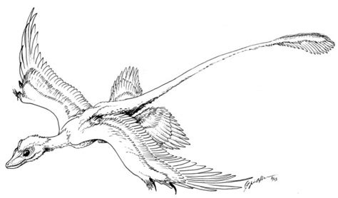 So, now, you can print it out and using crayons or colored pencils to make a nice picture. Microraptor Coloring pages | Dinosaurs Pictures and Facts