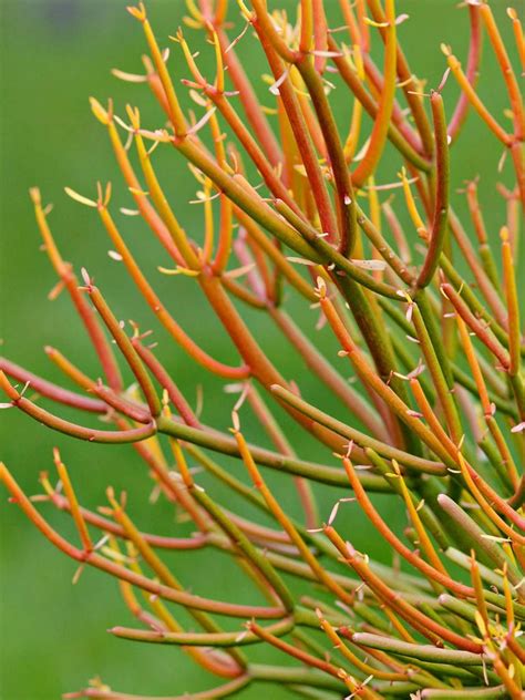 Euphorbia Tirucalli Rosea Fire Sticks Sticks On Fire Red Pencil