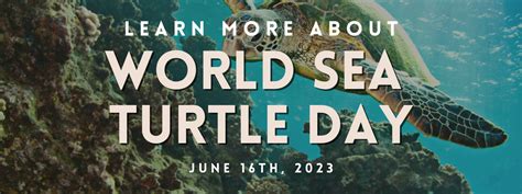 June 16th Is World Sea Turtle Day Palmera Vacation Club Palmera Go
