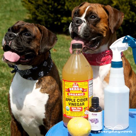 So how do you get rid of chiggers in your yard? 16 Home Remedies to Get Rid of Fleas