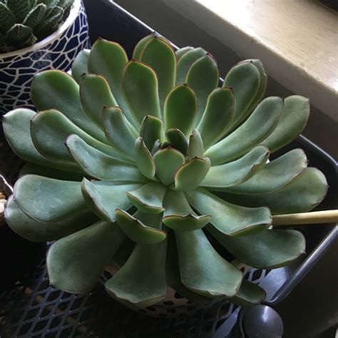 What Succulents Are These Houseplants