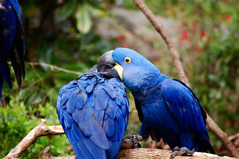 Blue Bird Names 96 Top And Best Names For Blue Birds Petshoper