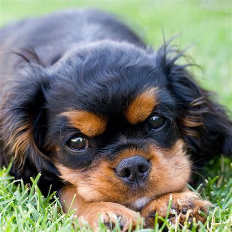 1 Cavalier King Charles Puppies For Sale By Uptown Puppies