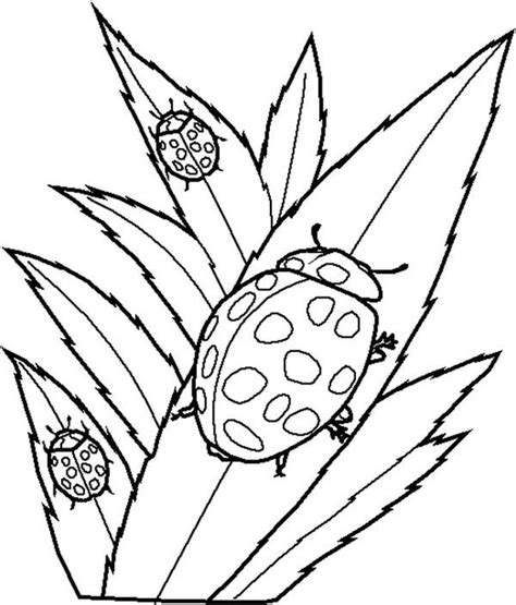 Lady Bug Eating Leaves Coloring Page | Color Luna | Leaf coloring page