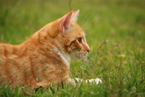 Kostenlose Bild Gelbe Katze Tier Rasen Niedlich Natur Fell Katze Kätzchen