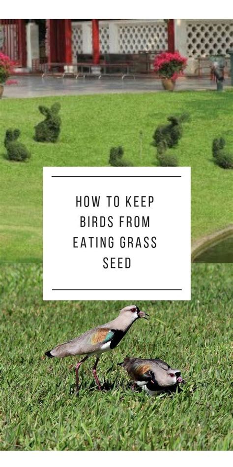 How to keep birds off my chimney. How to Keep Birds from Eating Grass Seed | Grass seed ...