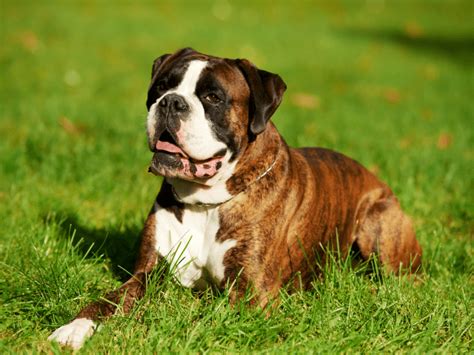 Do You Need To Brush Your Boxer Dogs Teeth