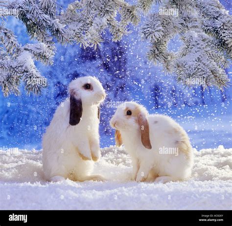 Two Lop Eared Dwarf Rabbits In Snow Stock Photo Alamy
