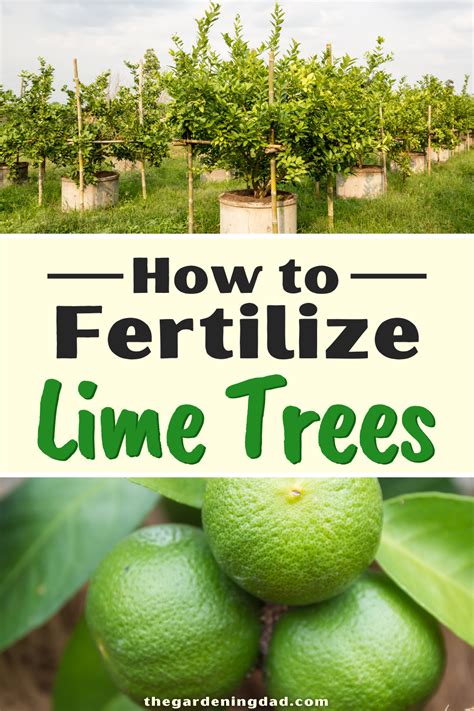 How To Grow Lime Trees In Pots 10 Easy Tips Artofit