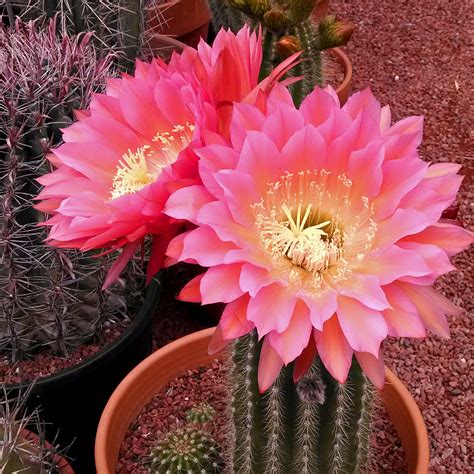 Flowers of a plant are the reproductive organs of a plant. Cactus Flower Weekend - Cactus Jungle