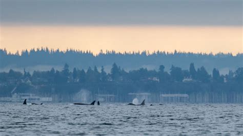 Whales Come To Play On Puget Sound Photo 25