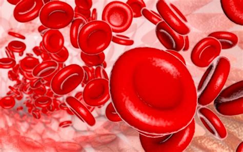 Synthetic Red Blood Cells Stronger Than The Real Ones