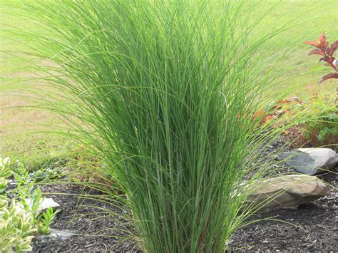 20 Excellent Tall Grass For Landscaping Images Landscape Ideas