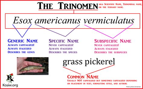 Some cactus species have been utilized by humans since prehistoric times, for various purposes including food and medicinal use. What is the binomen, binary name, scientific name and ...