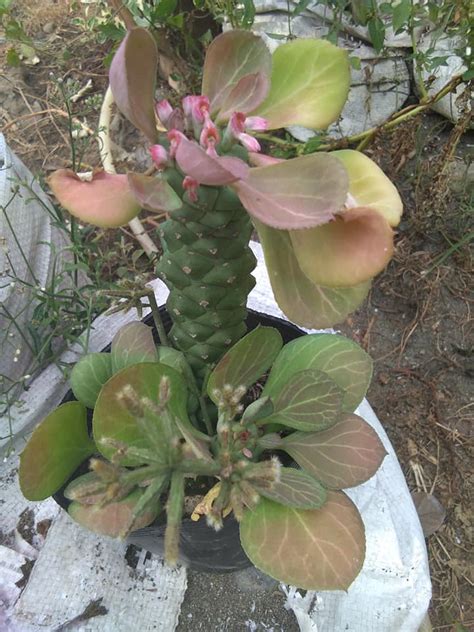 Although cactus are often covered in spikes, thorns and needles, don't let their appearance fool you. Cactus, Succulent and Frozen Products... - Cactus ...