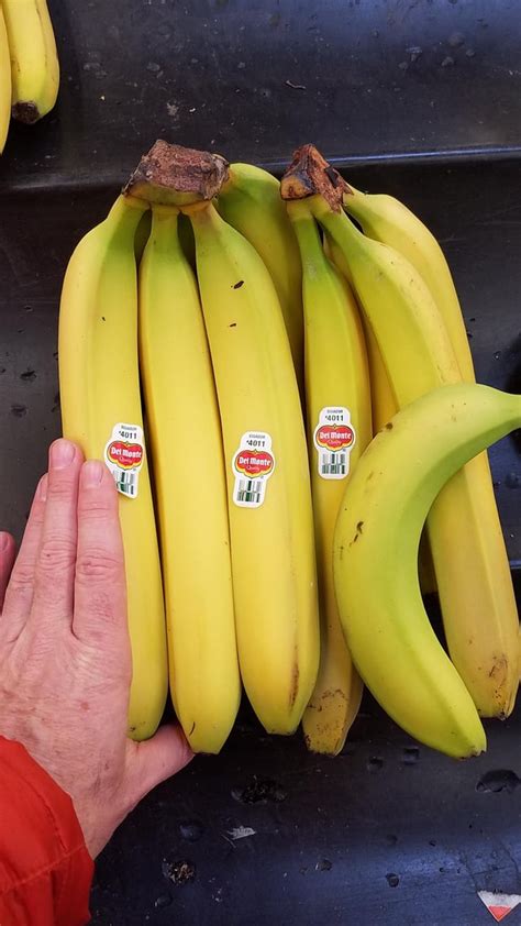 These Giant Bananas Banana For Reference Rmildlyinteresting