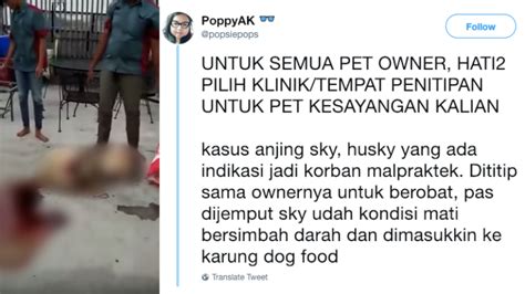 Anjing Mati Mengenaskan di Tangan Pet Shop. Pemilik Tanyakan Kenapa