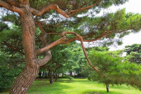 15 Pine Trees Landscaping Ideas