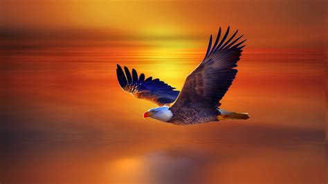 Flight Bald Eagle And Red Sky Sunset Beautiful Desktop