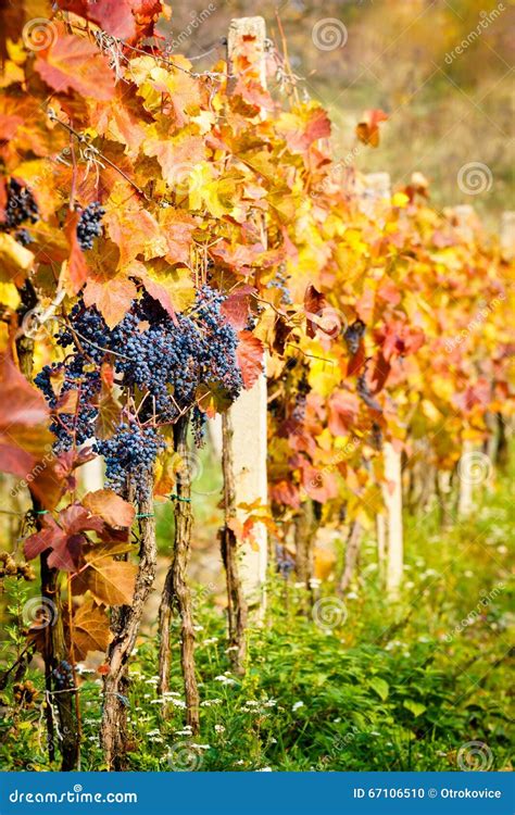 Autumn Vineyards Photo Stock Image Du Lames Fond Nature 67106510