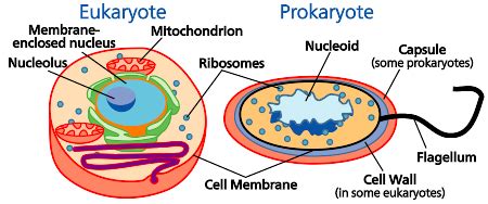 Check spelling or type a new query. Prokaryotic Genomes | Boundless Microbiology