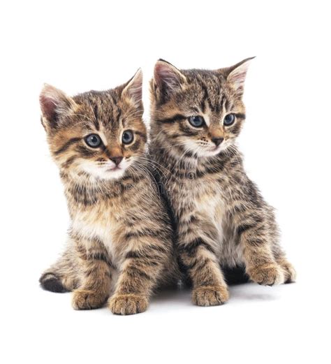 Two Little Kittens Stock Image Image Of Image Cats 96607167