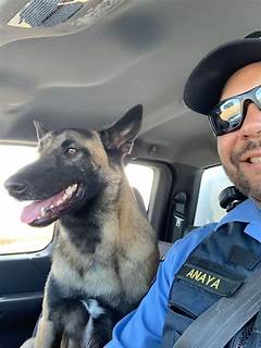 Pet Paradise Rescue Your Furry Friend From Craiglist Indianapolis