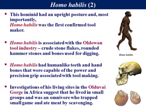 B32 Human Evolution Fossil Evidence 1 Teaching Resources