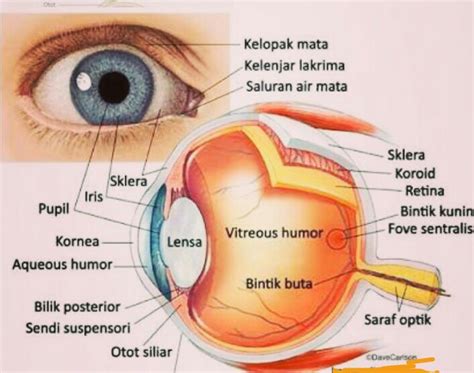Mengapa mata manusia disebut sebagai fotoreseptor. Mengapa mata dapat melihat suatu benda?, dan Apa hubungan ...