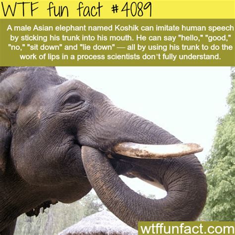 asian elephant learned how to speak wtf fun
