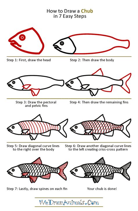 What kind of animal would you like to draw next? How to Draw a Chub