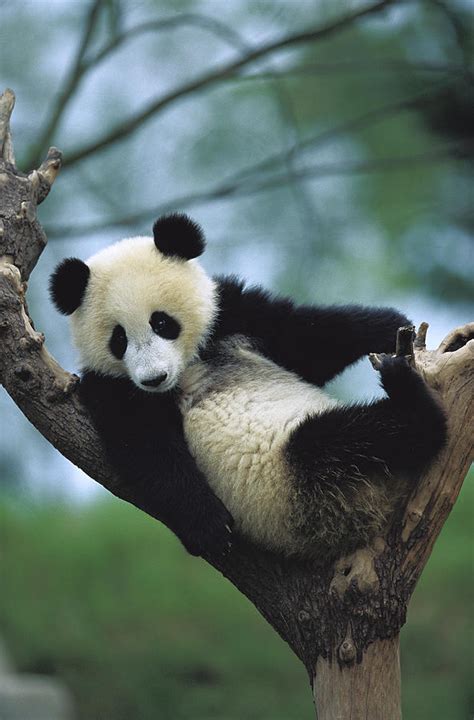 Giant Panda Cub Resting In A Tree Photograph By Cyril Ruoso Fine Art