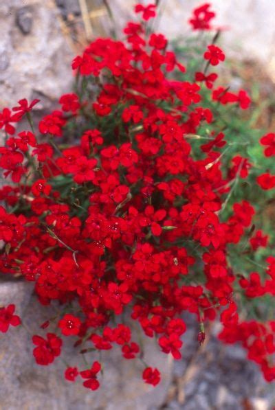 Dianthus full sun red perennial flowers. Dianthus deltoides 'Ruby Red" (I believe but the tag was ...