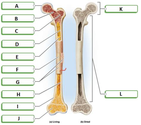 Long Bone Diagram Flashcards Quizlet