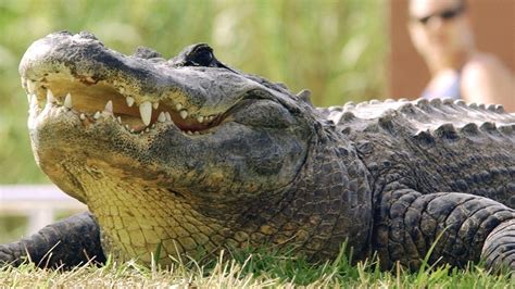 Florida man who took alligator into store on beer run is arrested ...