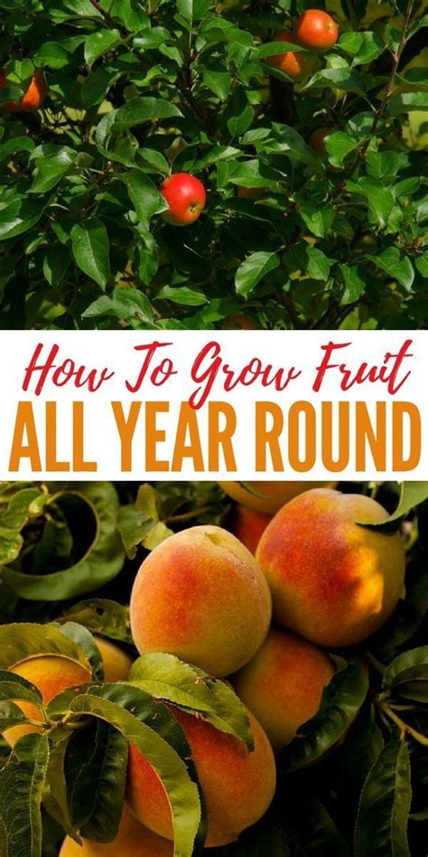 how to grow fruit all year round the guide and awesome infographic below shows you 12