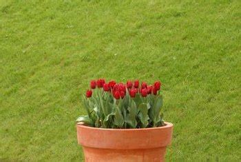 Every spring, apply some compost and mulch to help control weeds. How to Transplant Tulips From Garden to Pot | Home Guides ...