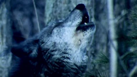 Why Do Wolves Howl At The Moon Bbc Earth Kids Youtube