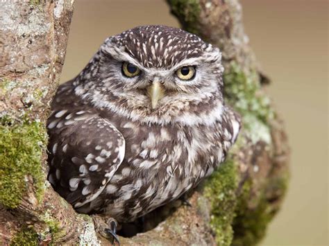 The Little Owl Behaviour Habitat And Origin Saga