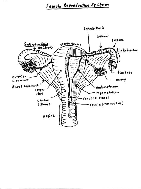 Female Reproductive Anatomy